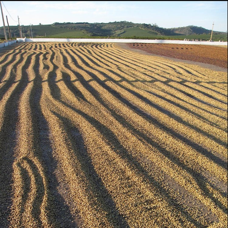 Brazil Fazenda Samambaia | Single Origin - Ubora Coffee