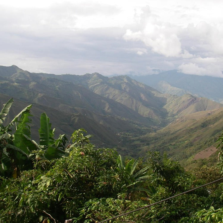 Colombia La Encantadora | (DECAF) - Ubora Coffee