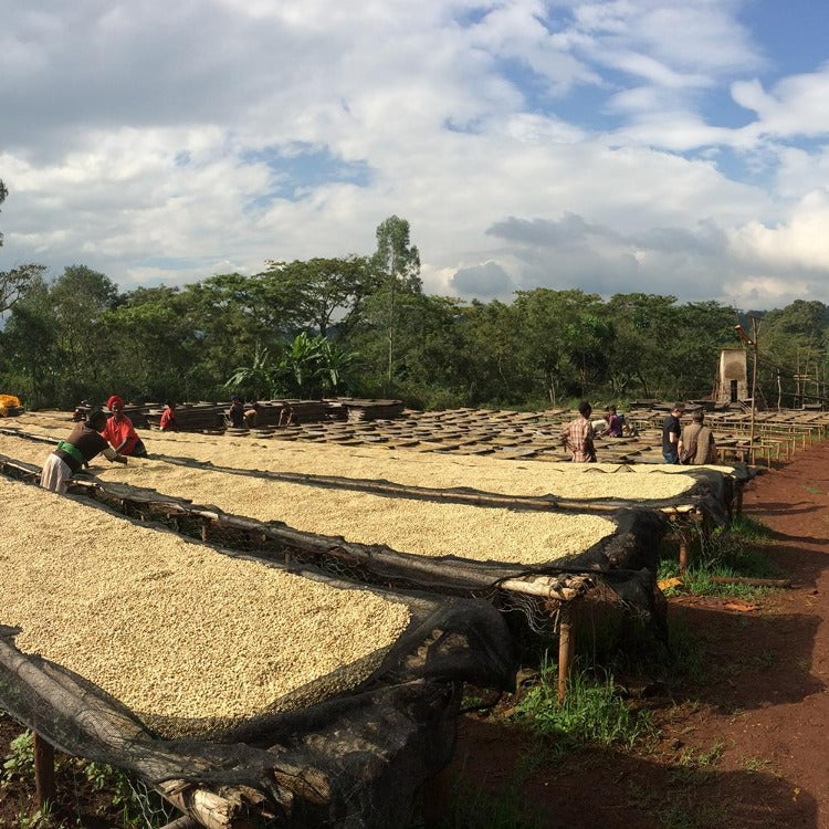Ethiopia Sidamo Chuchu | Single Origin - Ubora Coffee