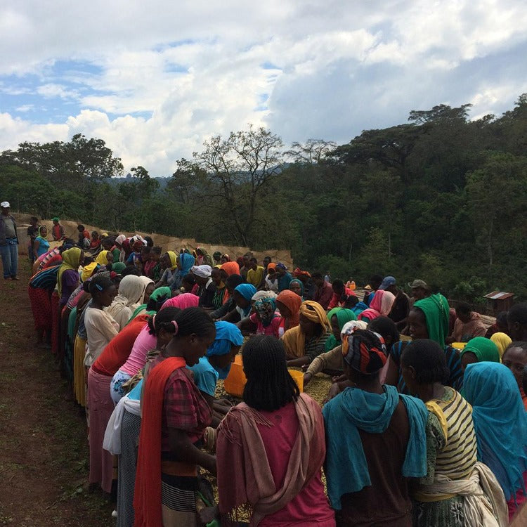Ethiopia Sidamo Chuchu | Single Origin - Ubora Coffee