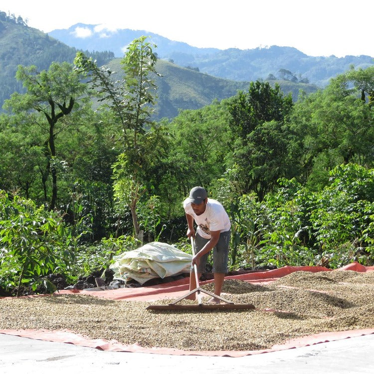 Sumatra Ketiara | Single Origin - Ubora Coffee