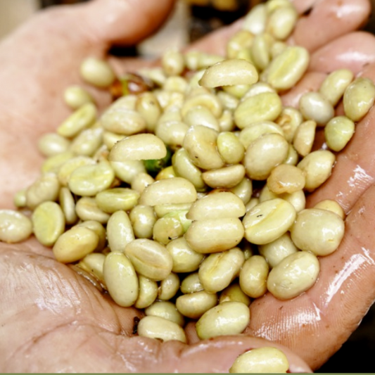 farmer hands holding peruvian green bean coffee